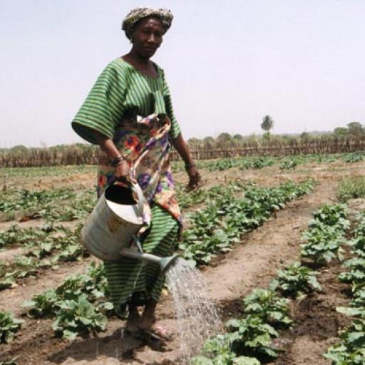Guinea woman working a field